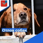 Во избежание попадания Ваших собак в категорию безнадзорных, просим Вас соблюдать правила содержания домашних животных.