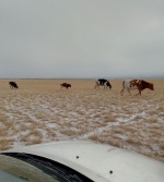 Для контроля за соблюдением порядка в Дергачевском районе административная комиссия совместно с полицией проводит рейды, устанавливая собственников животных и составляя протоколы об административных правонарушениях. 