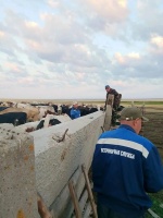 В ходе плановой ветеринарной обработки сборного стада, 4 августа 2026 года, вблизи территории Советского МО Дергачёвского района специалистами ОГУ «Дергачевская райСББЖ» был выявлен факт нарушения ветеринарного законодательства: обнаружен неучтённый и нем